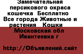 Замечательная персикового окраса кошечка. Бесплатно - Все города Животные и растения » Кошки   . Московская обл.,Ивантеевка г.